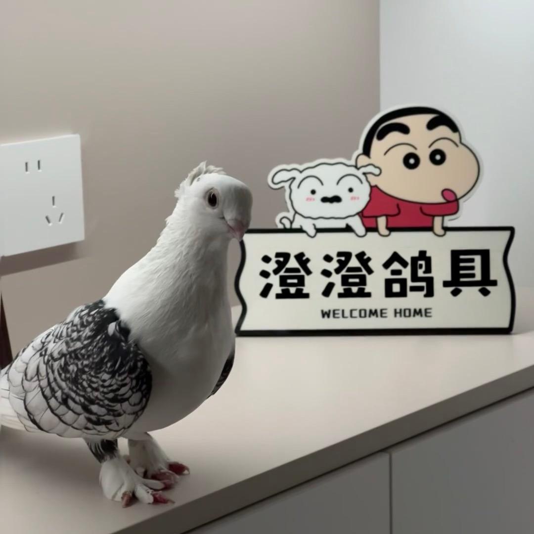 澄澄鸽具鸽粮批发