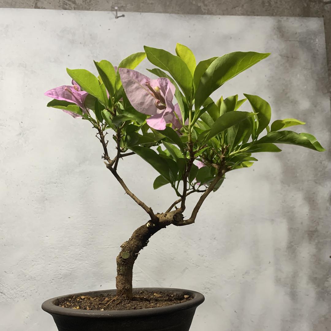 富贵花艺精选的头像