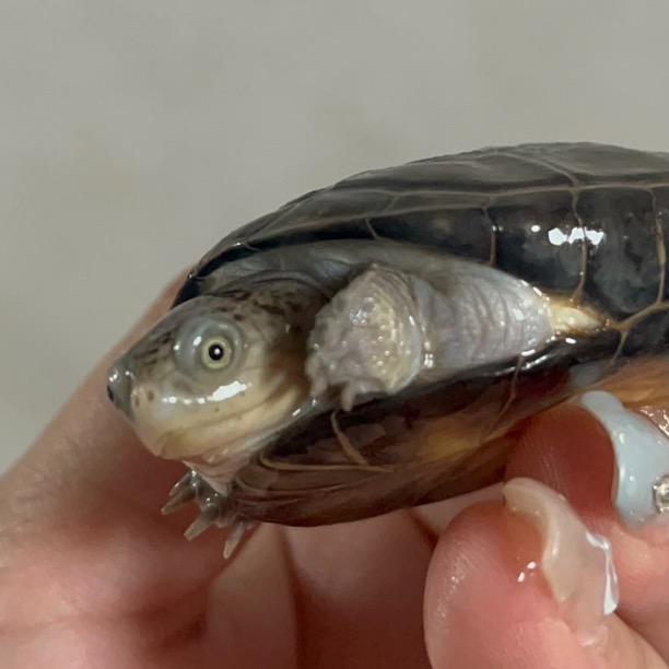 不溜是只龟龟呀