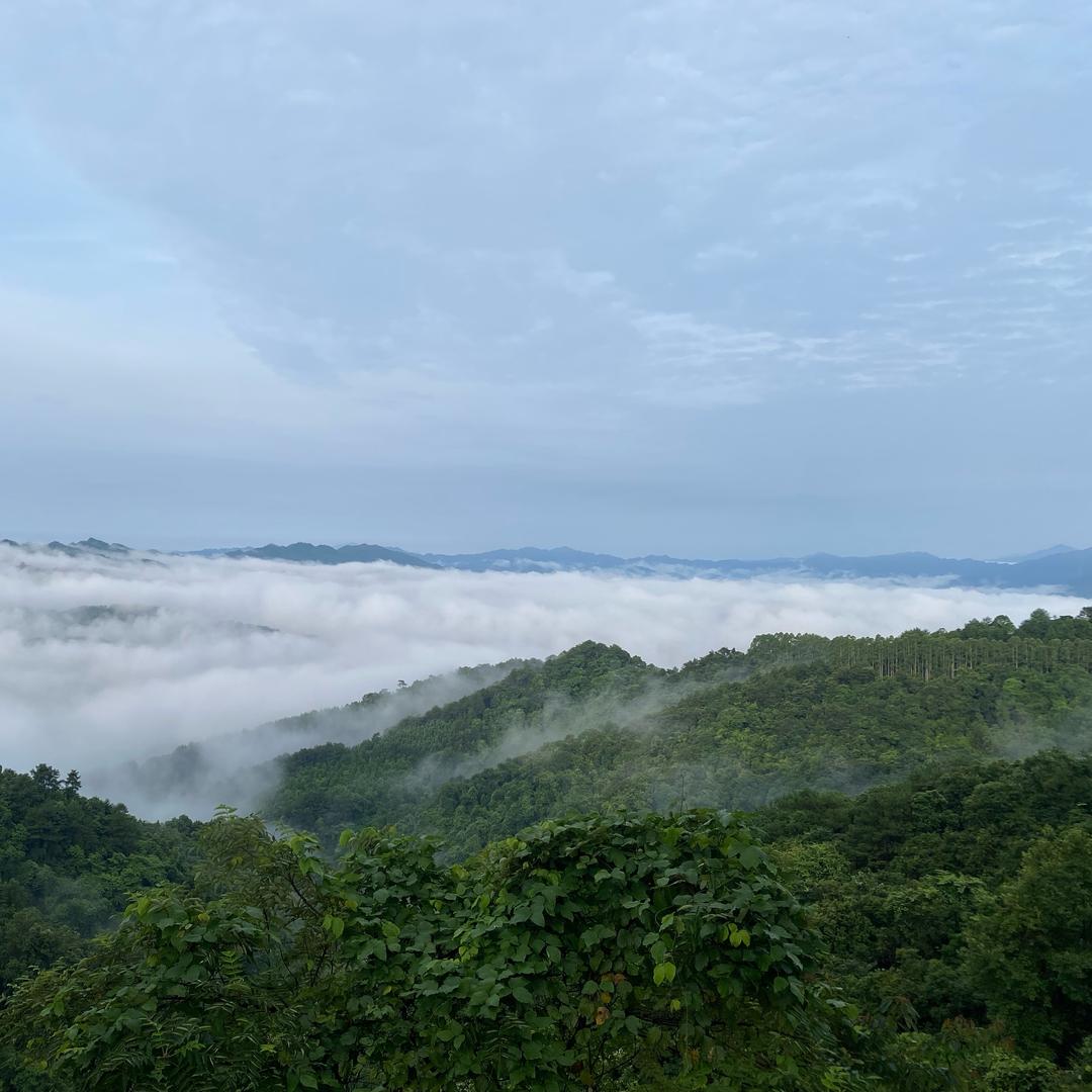 洗洁精源头厂家1