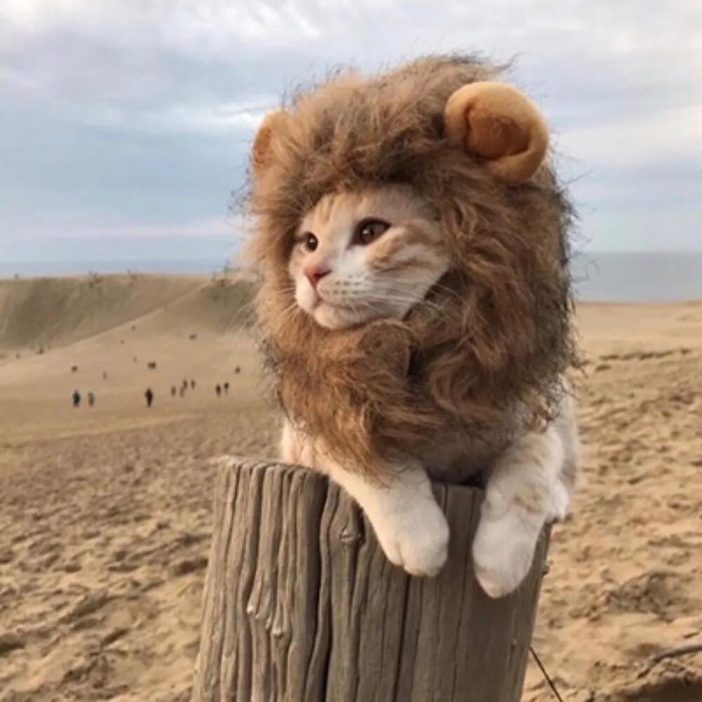 馨馨便利店(正商河峪洲一号院店)馨馨CCCCC直播号