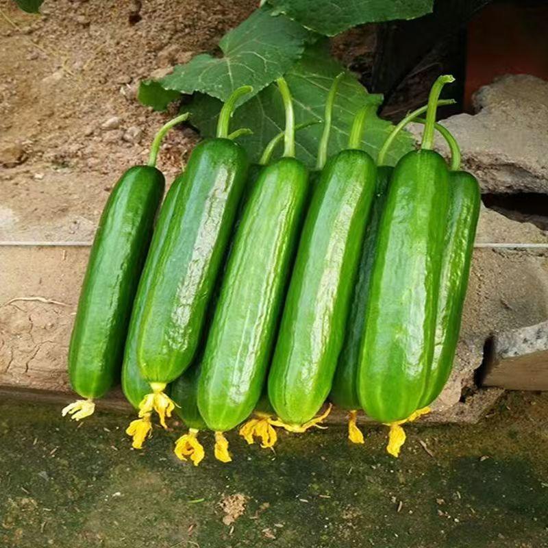 东大慈🥒