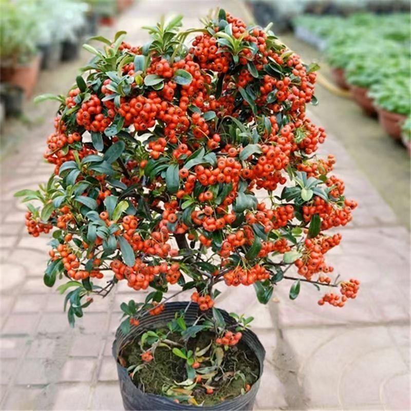 盛梅轩商贸严选好货店