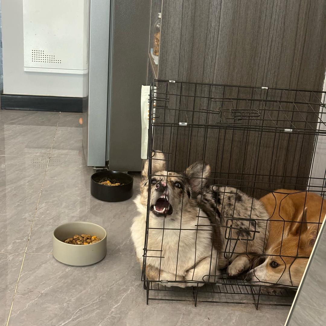 柯基欢欢和乐乐