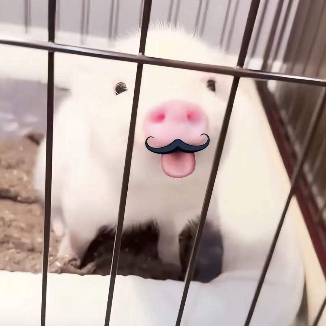Y.。