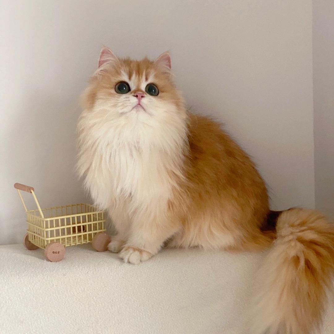 旺旺是只🐱