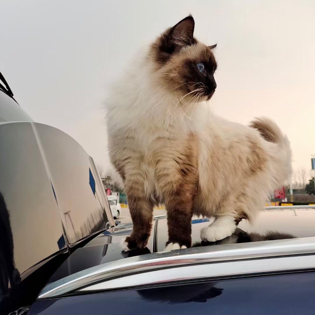 八方来财身体健康四季平安的特大美女