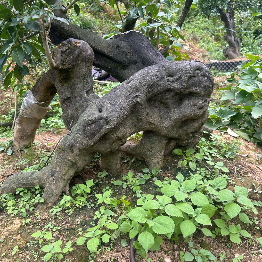 金弹子盆景园艺