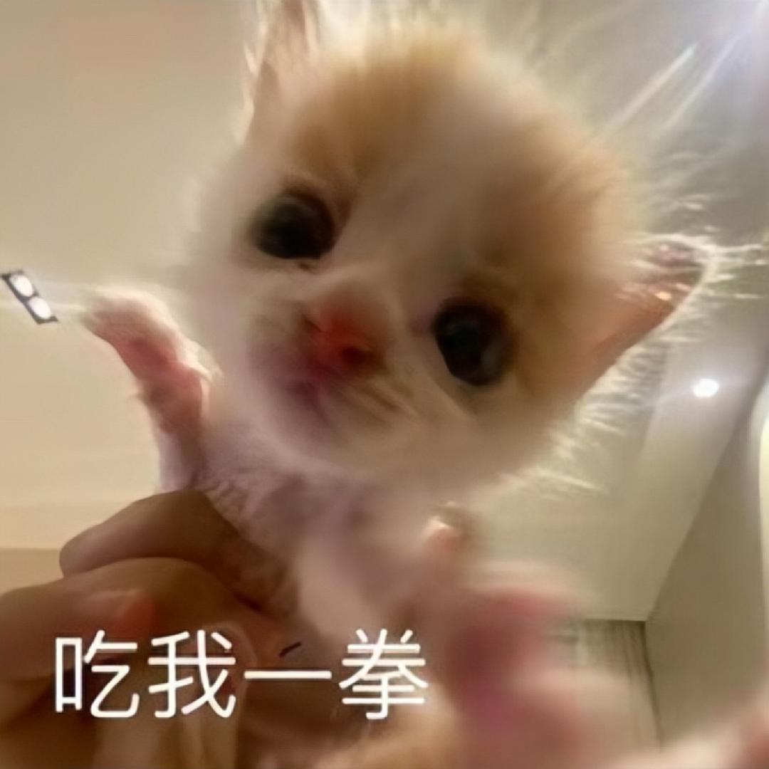 食不食油猫饼