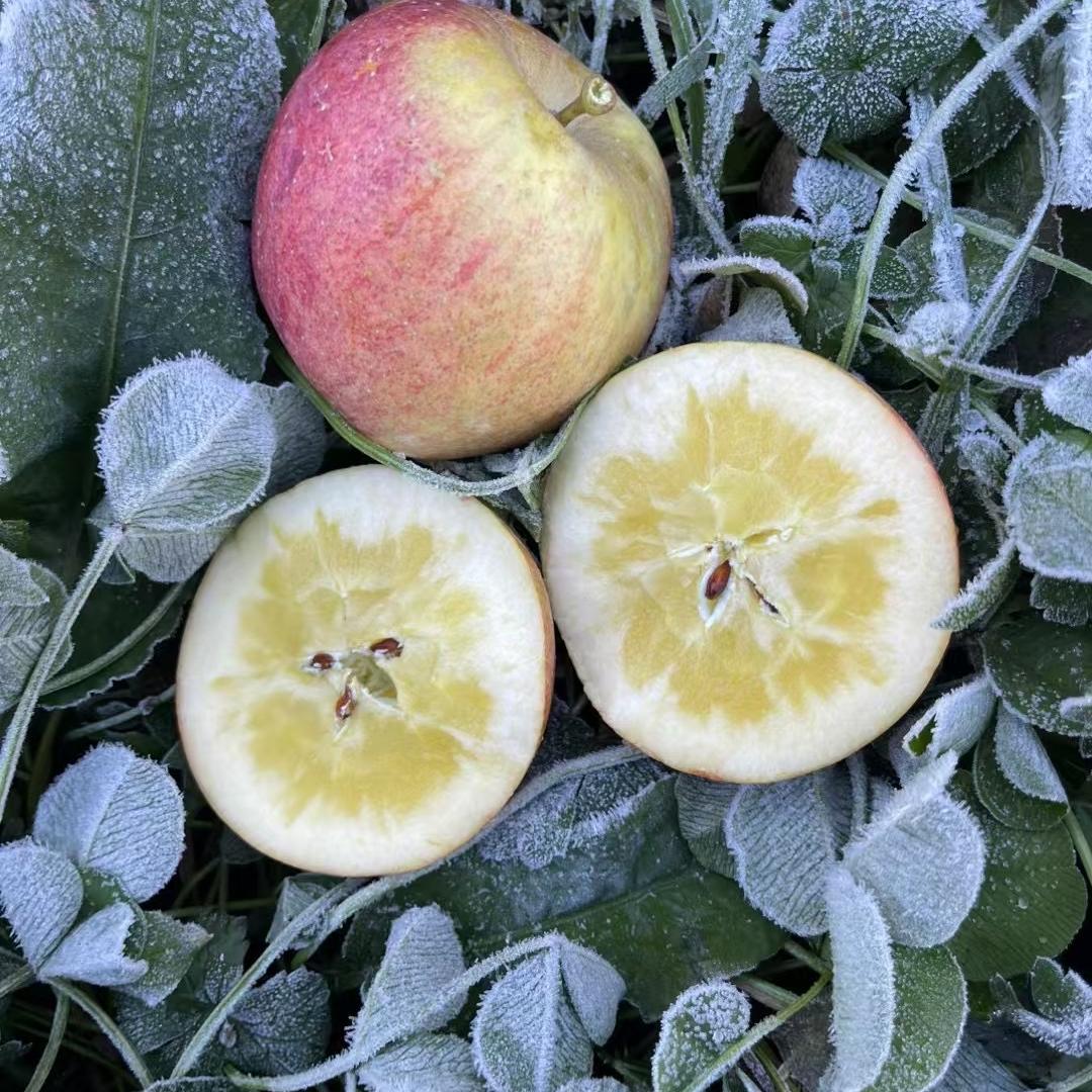 路林鲜果（丽江苹果季）