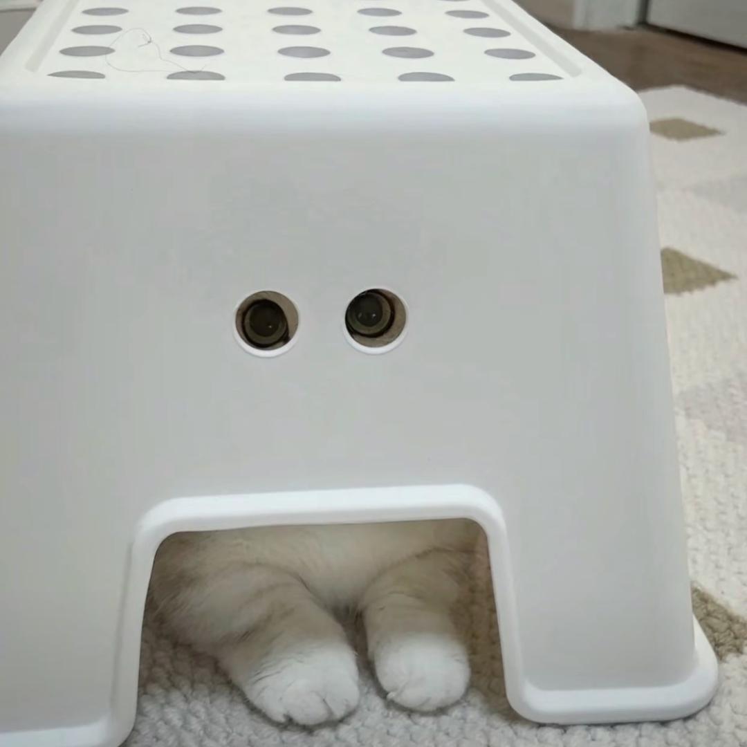 会飞的荷包蛋