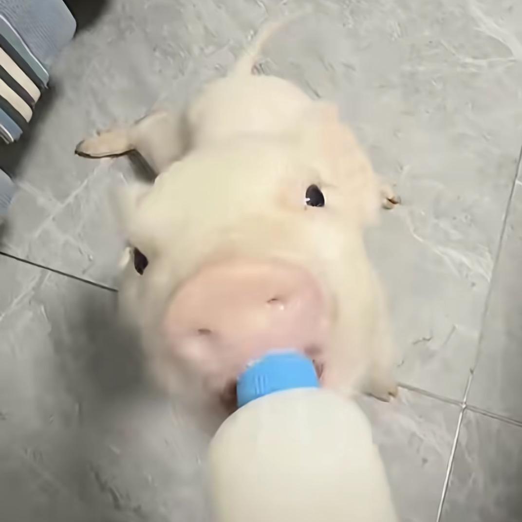 宅