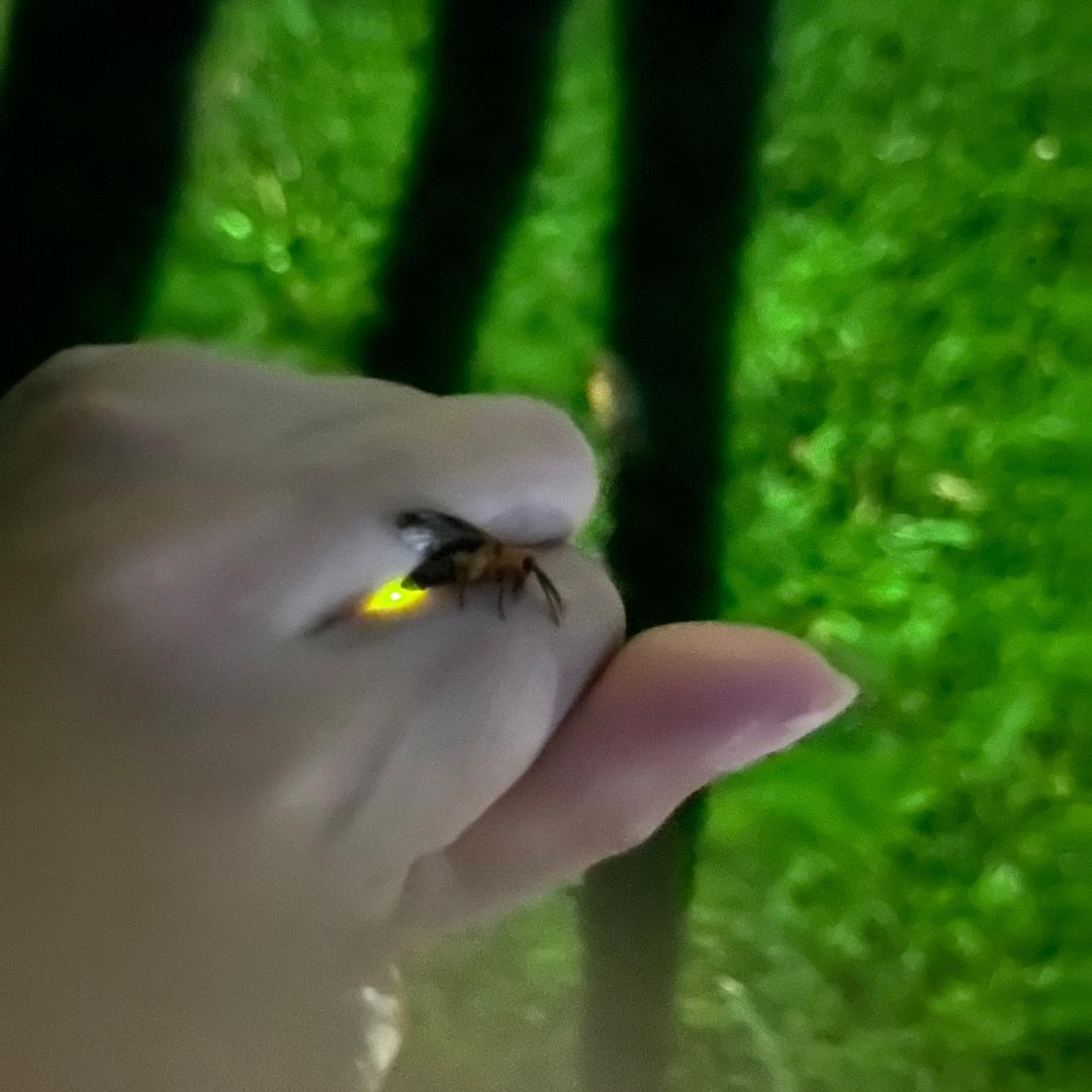 蓝宝贝