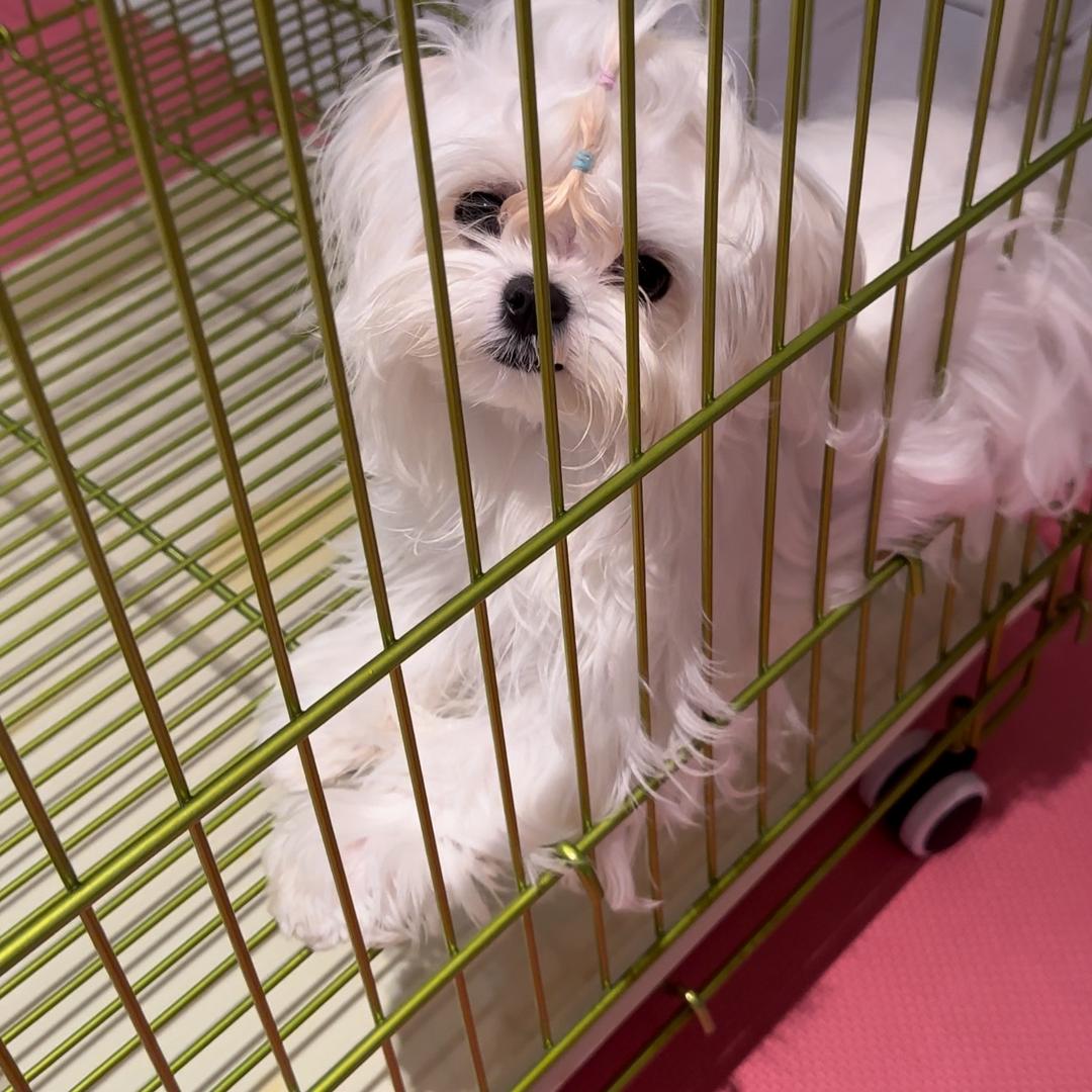 三合犬业