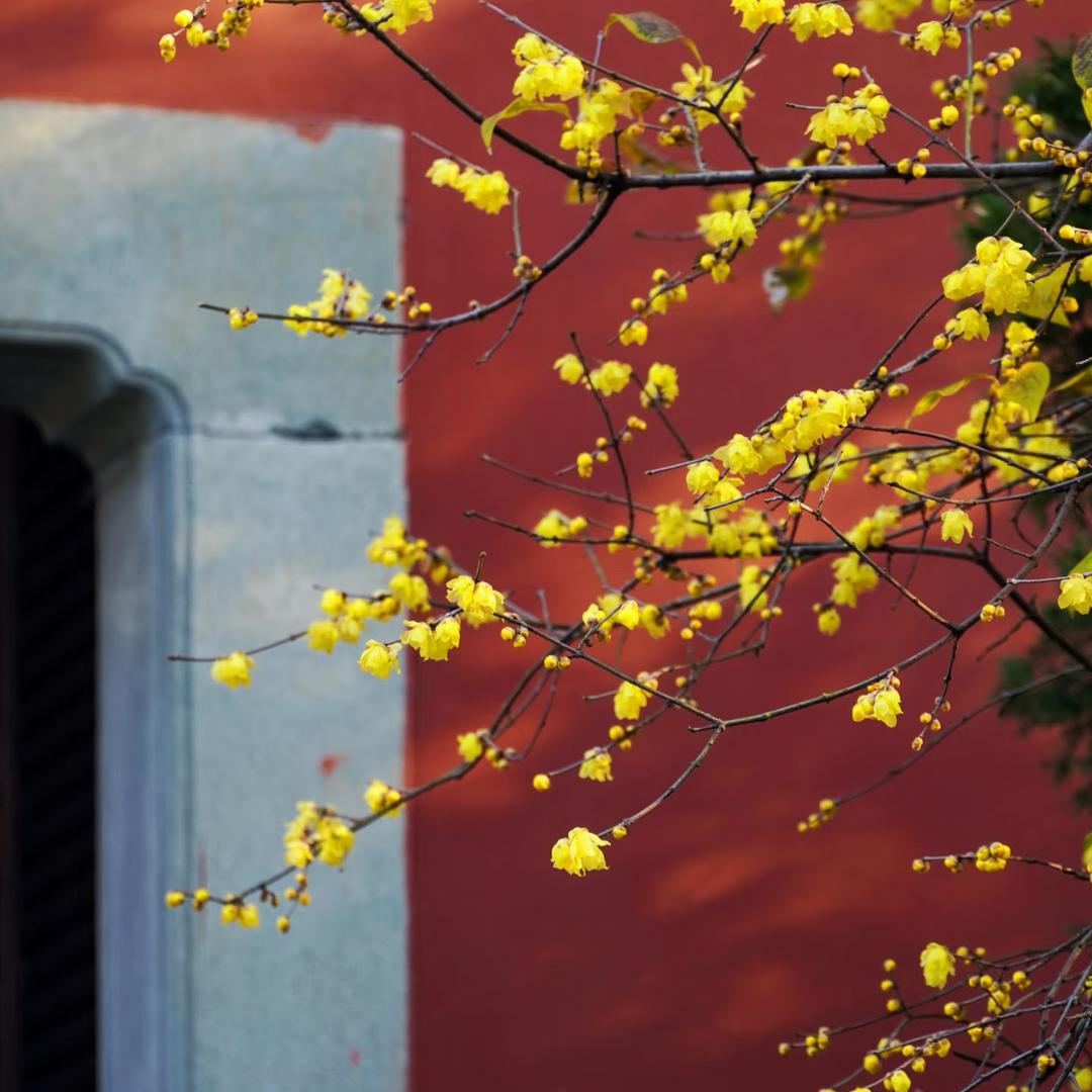 茗花阁花卉基地