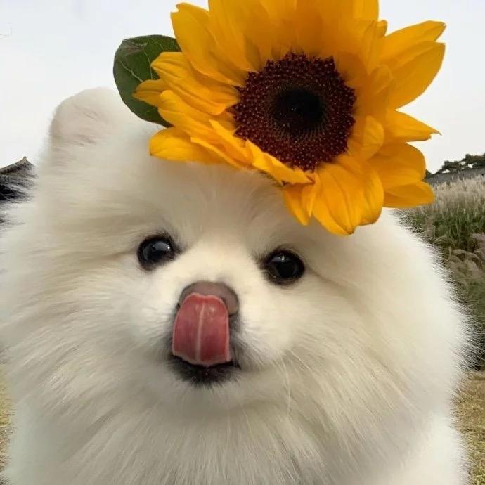 和蔼可亲的斗也头像