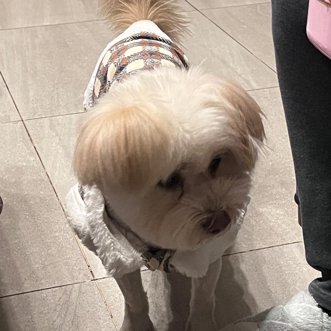 小羊（火车版）