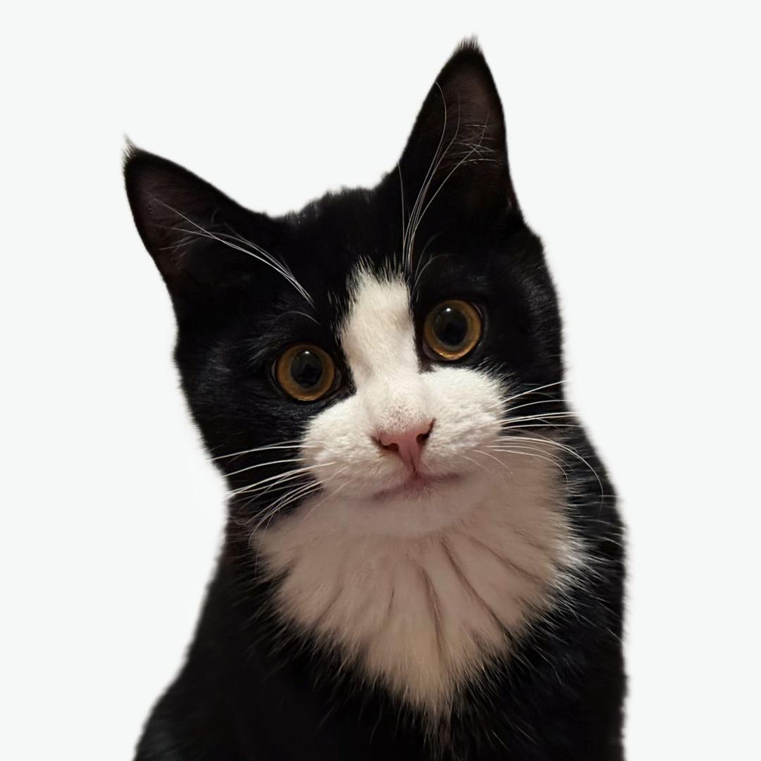 张猫猫