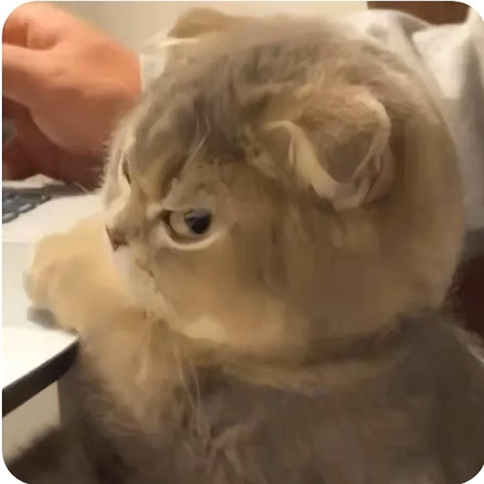 小猫「不让抱」🐈