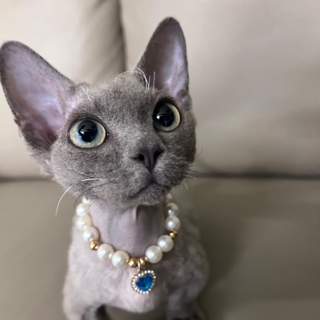 来福是只小卷毛🐱