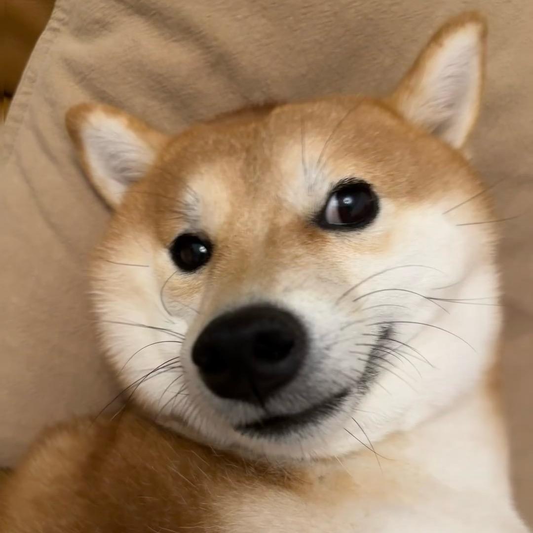 多放香菜io
