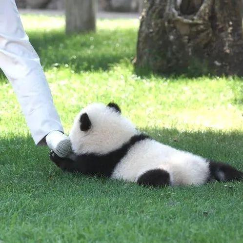 创E美空间(新苑四期店)王者王者直播号