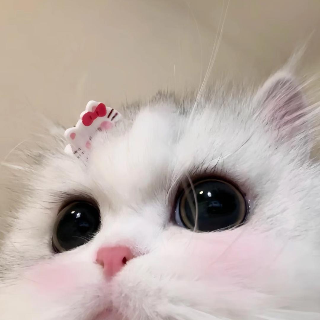 -知世（无胃契约）