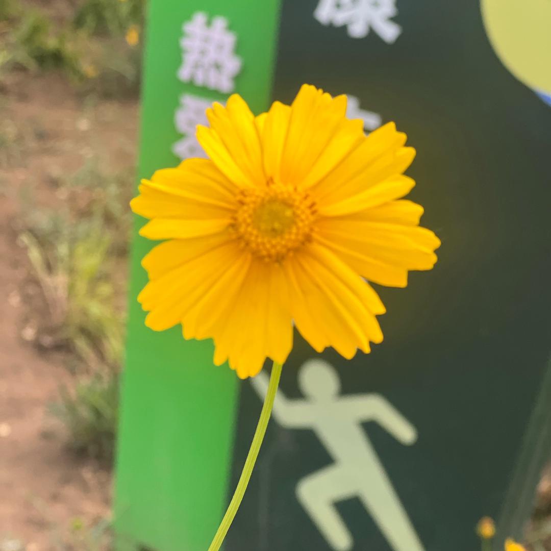 叮当叮当