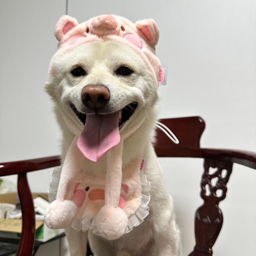 柴犬“六六”