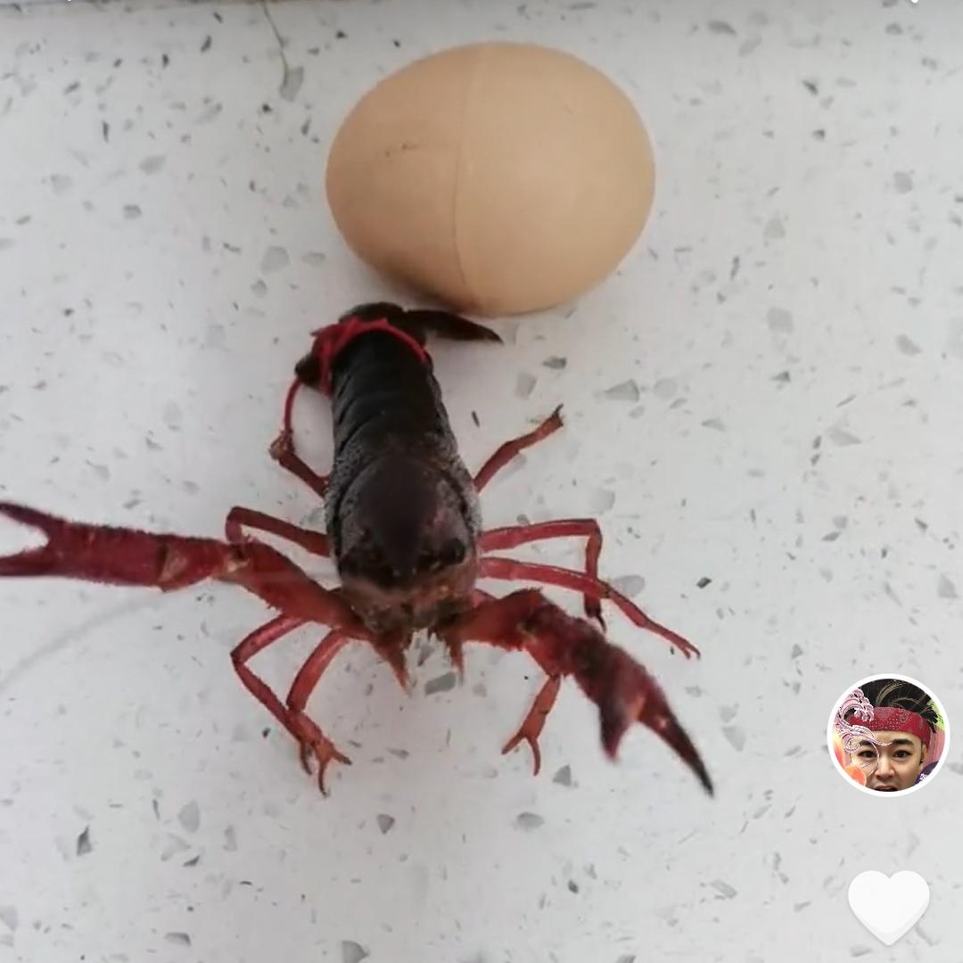 虾哥扯蛋
