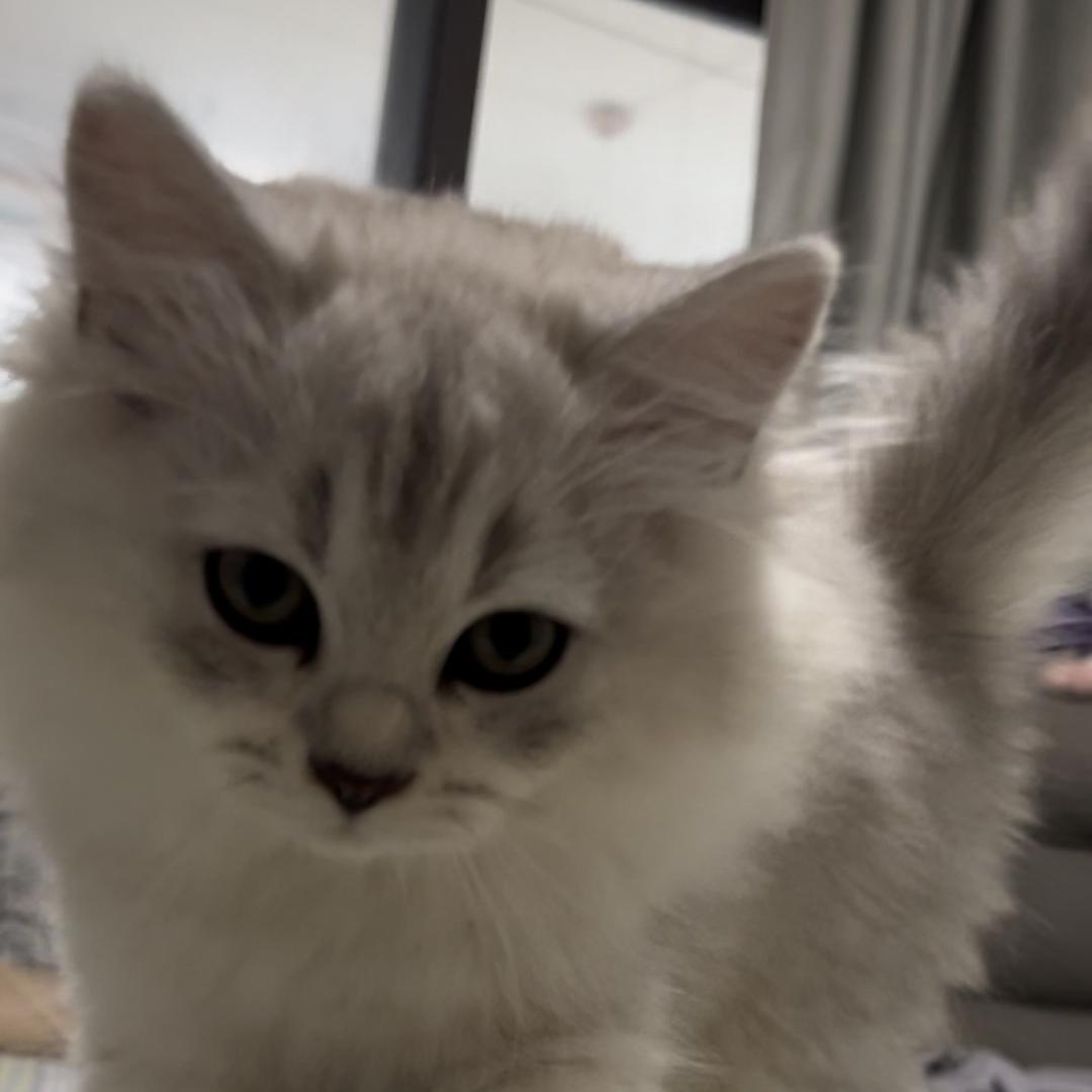 喵小咪宠物零食