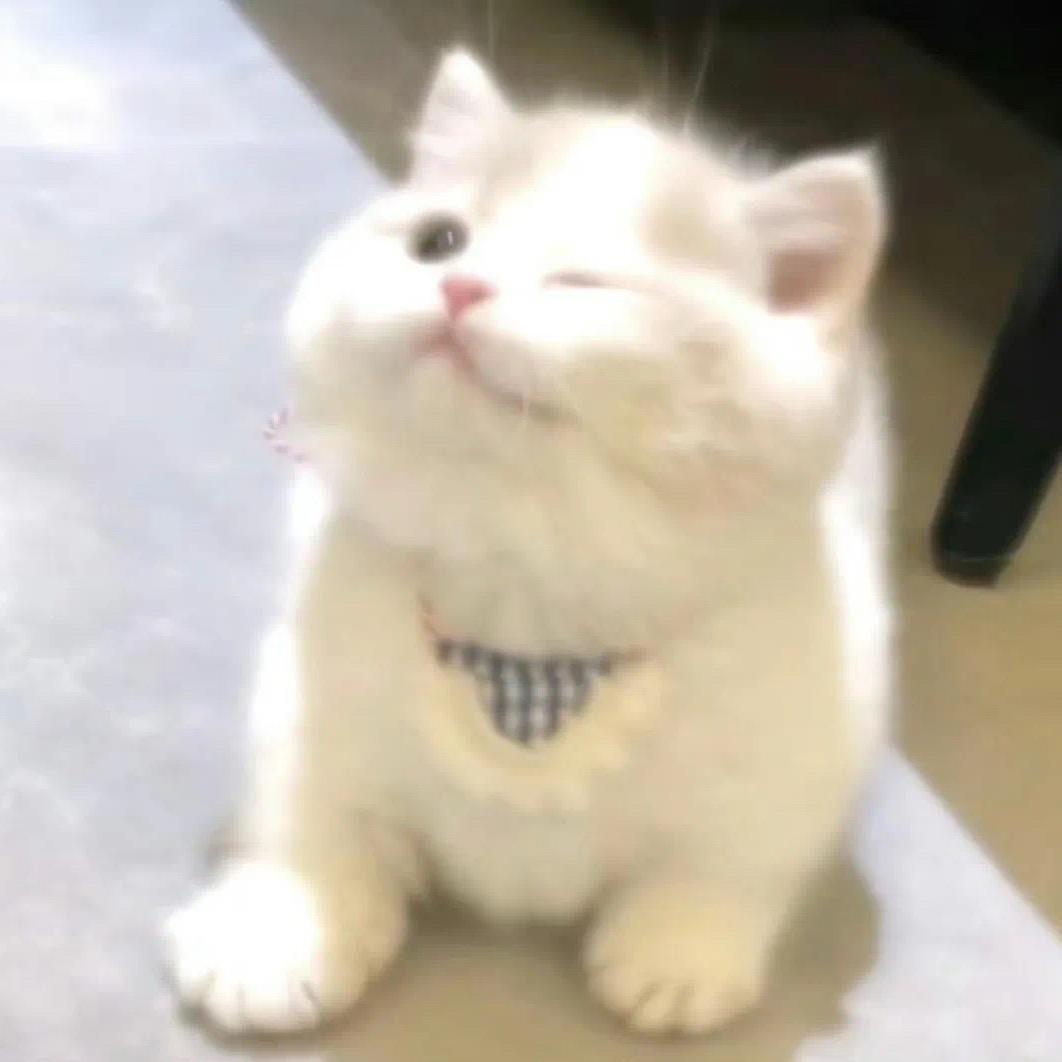 柚子.