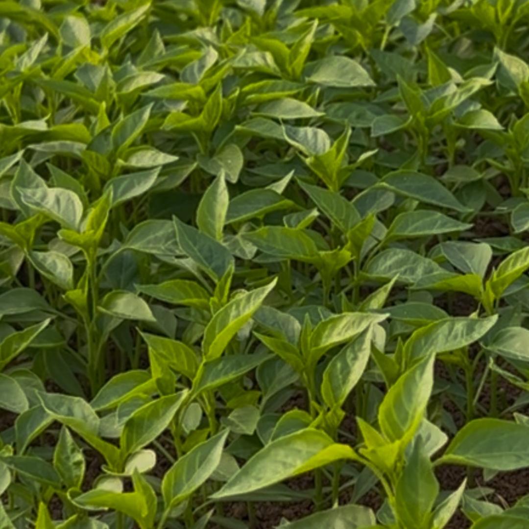 南山廖阿姨菜苗