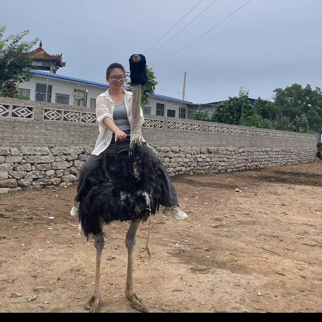 安仁县生态鸵鸟养殖