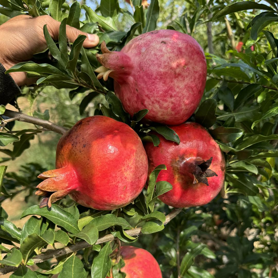 DUAR独爱娟森果树苗木专卖店