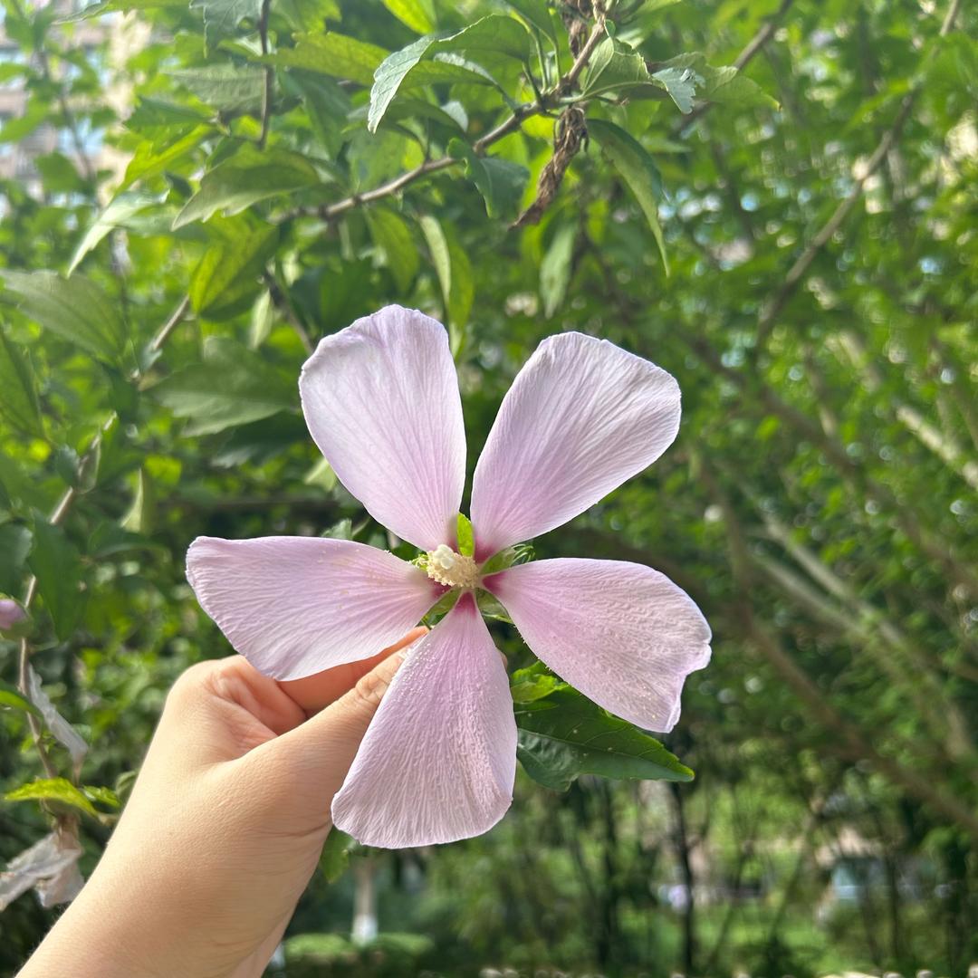 春天的芭蕾