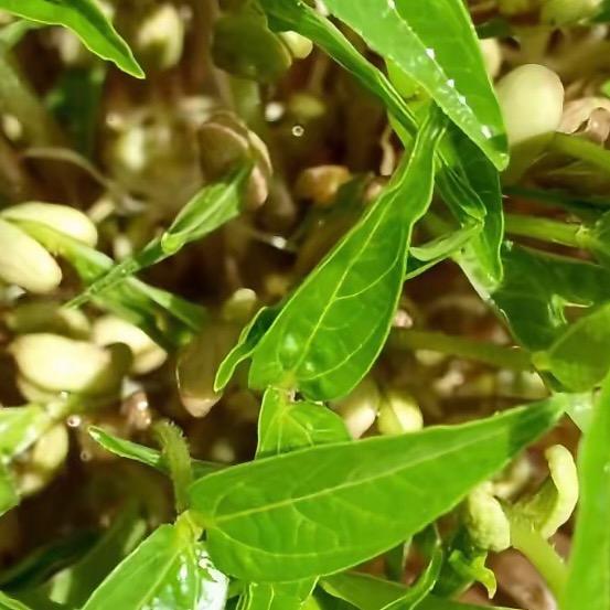 蔬菜瓜果小菜园