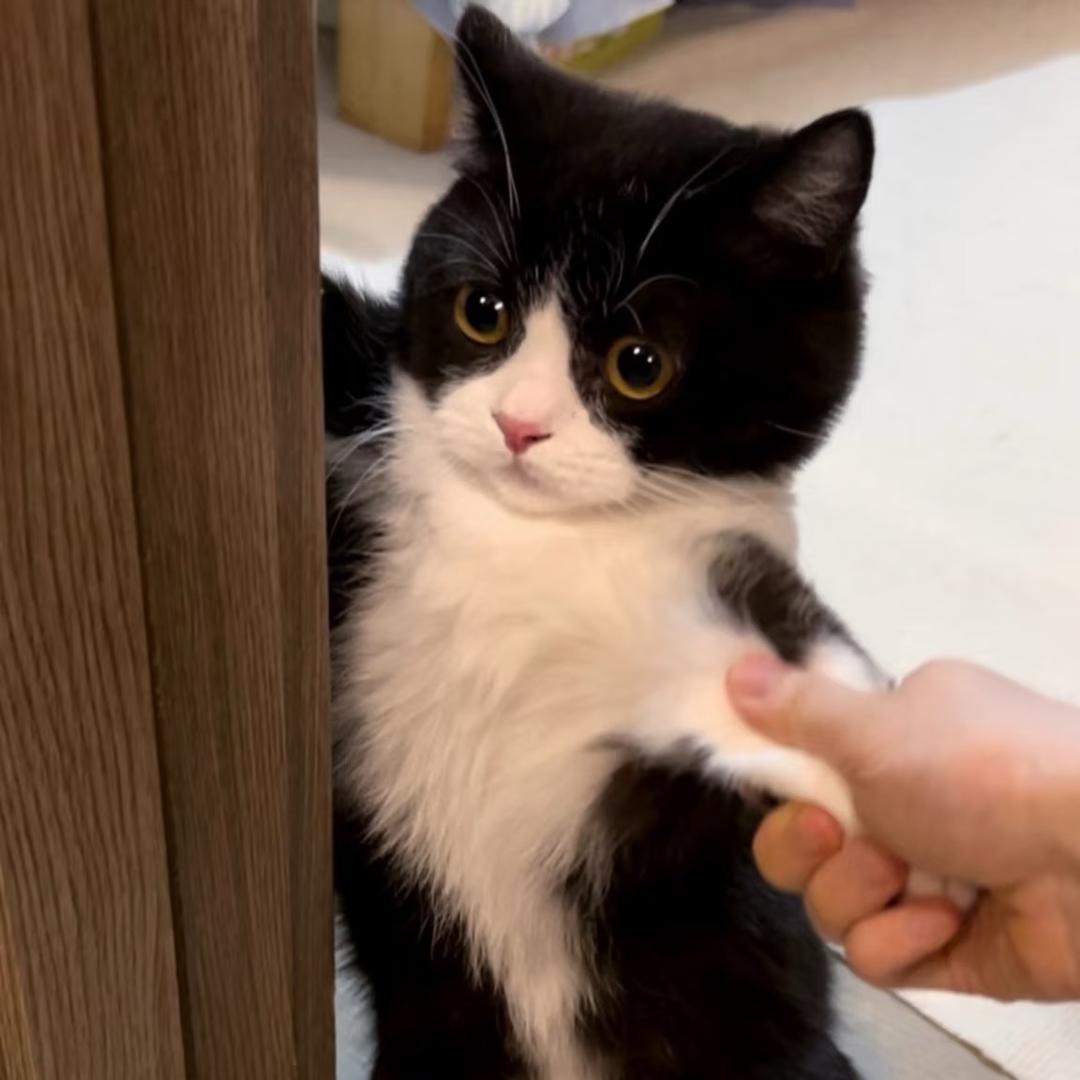 表演型人格死不足惜