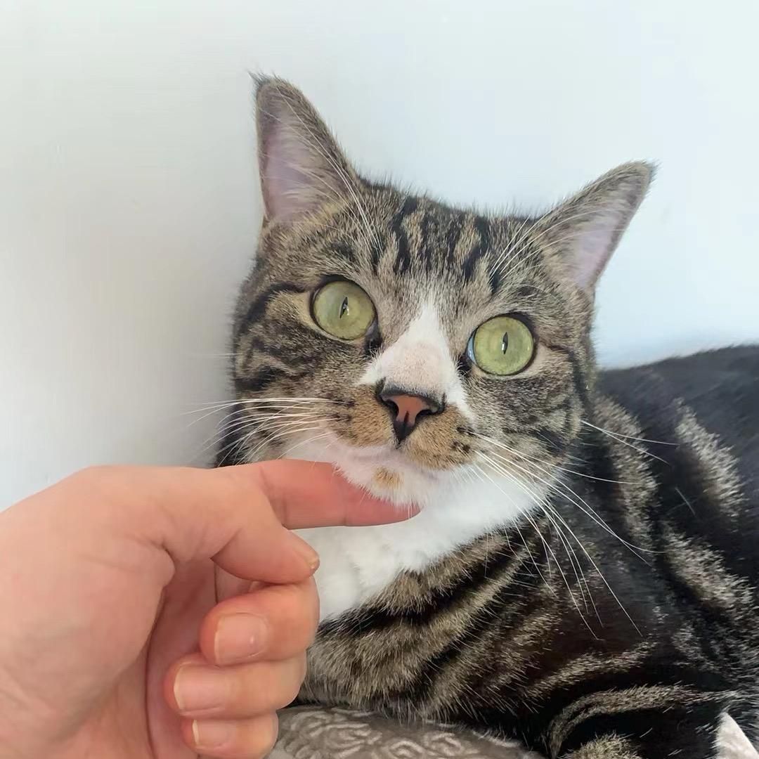 阳光的向日葵🌻