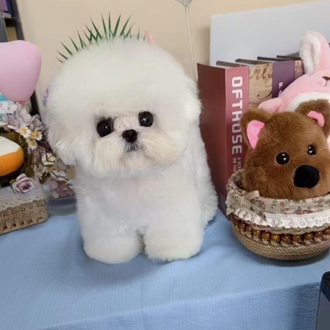 石头是比熊