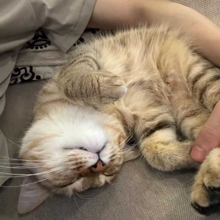 脆皮小鱼