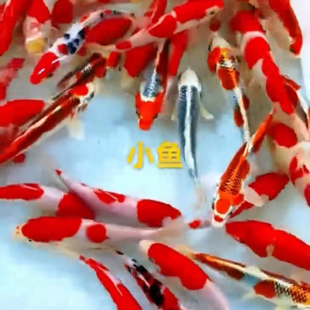 春晓