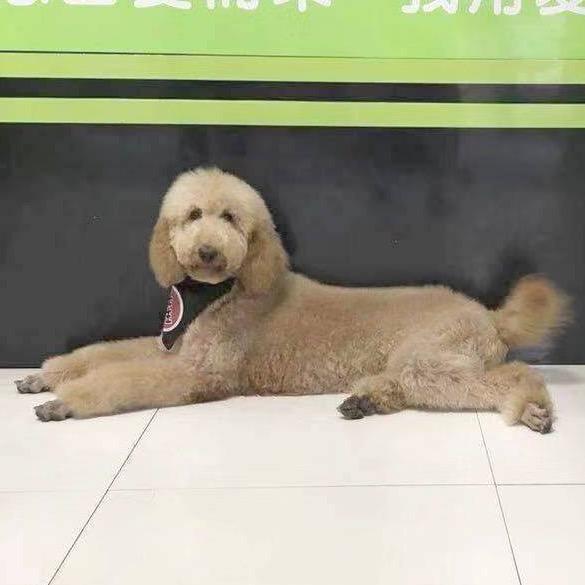 爱多宠物医院萌宠U选（康乐路店）