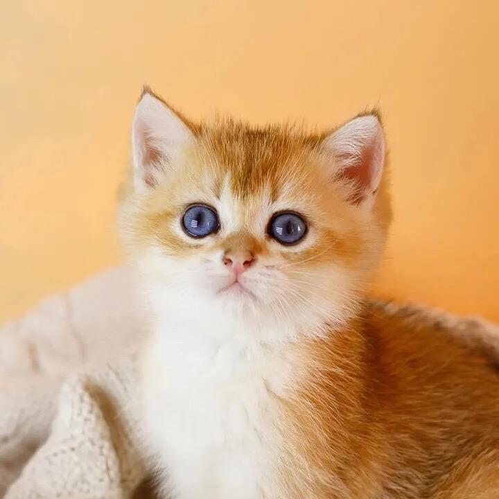 小玟玟