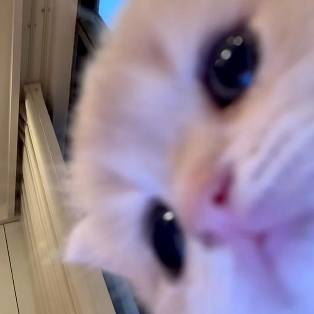 碎觉觉海苔