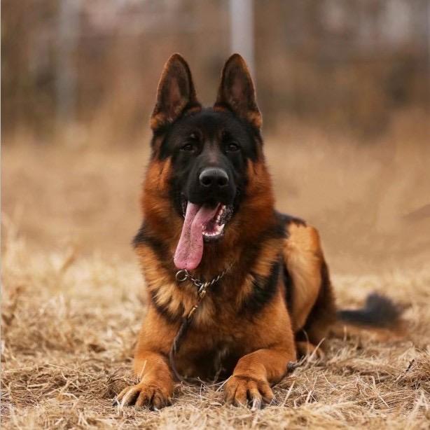 中条山德牧～（CSV闳成犬舍）