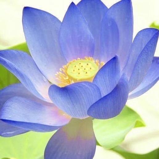 海先生的兄弟萌