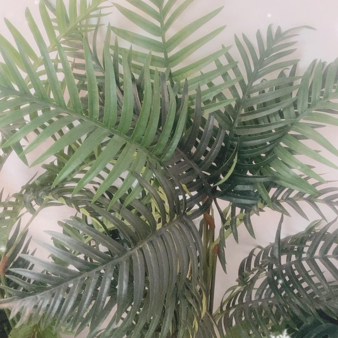 鹈捷