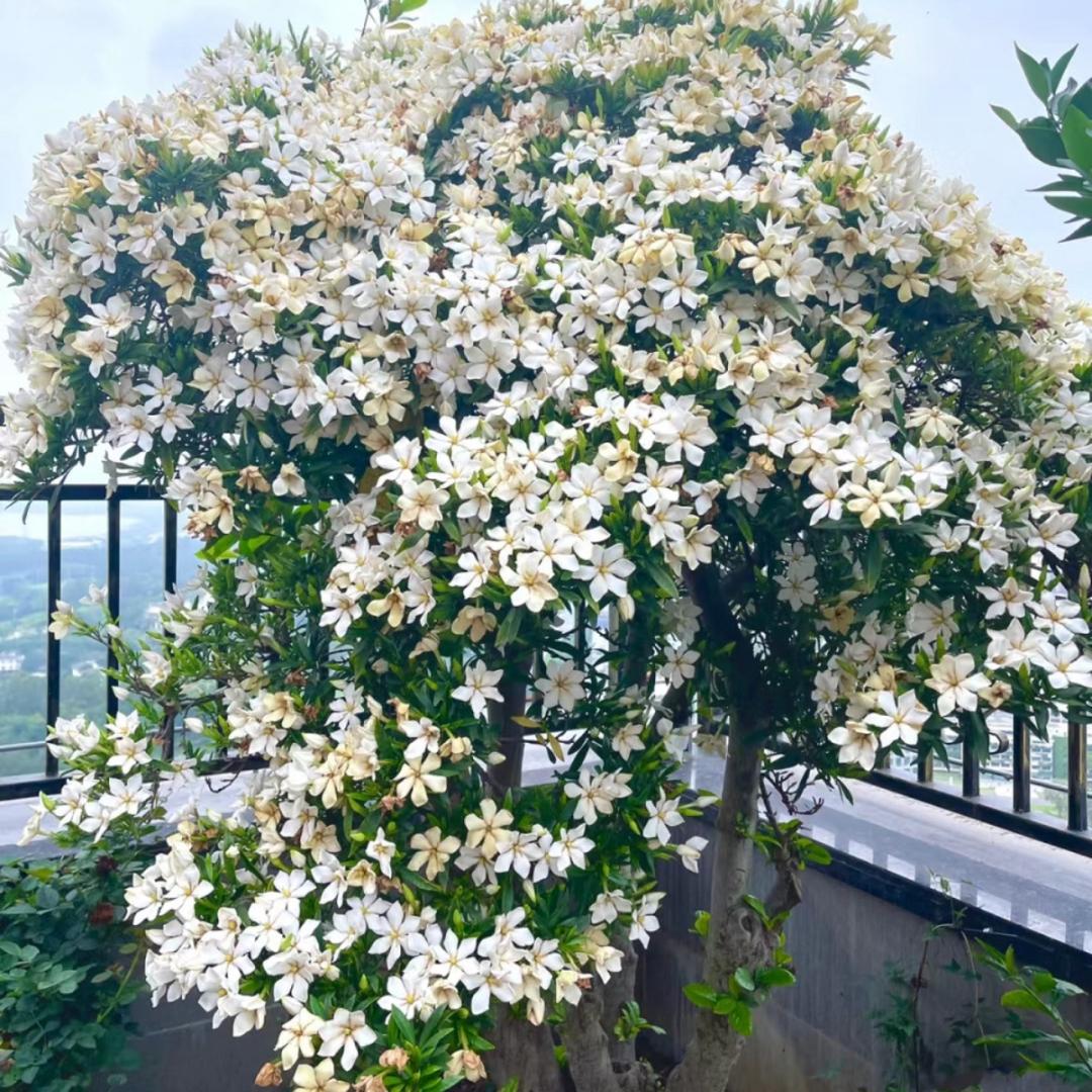 多彩栀子花