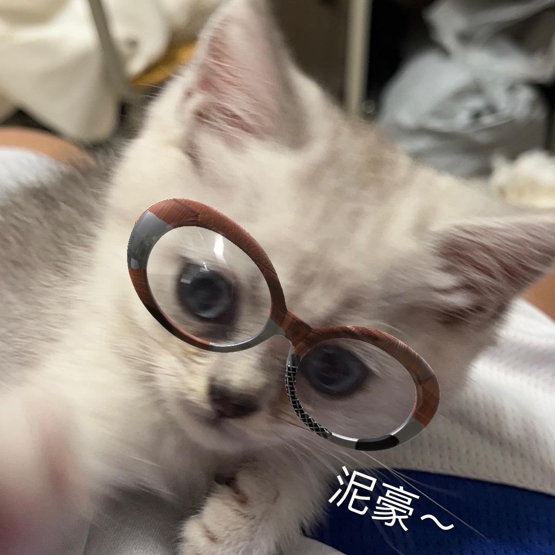 菠萝小猫